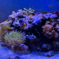 Rocce vive e coralli