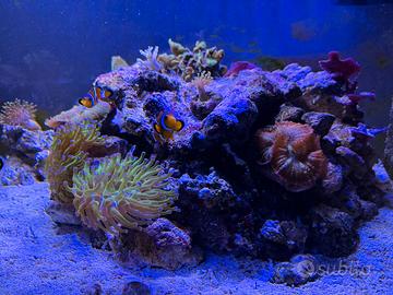 Rocce vive e coralli