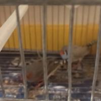Coppia bengalini e coppia diamantini di gool