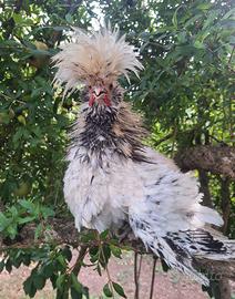 Gallo maschio padovano