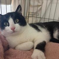 SISSI, giovane gattina super coccolona