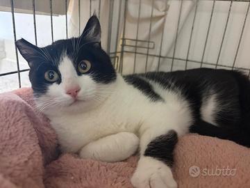 SISSI, giovane gattina super coccolona