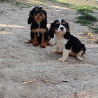 Cavalier king