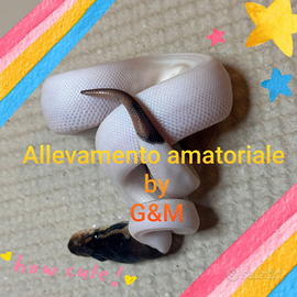 Pitone camel Piet femmina