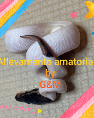 Pitone camel Piet femmina