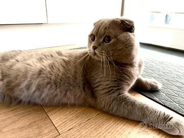 Scottish Fold fawn 8 mesi