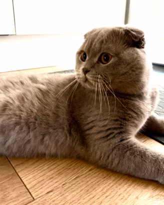 Scottish Fold fawn 8 mesi