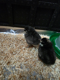 Pulcini galline ornamentali