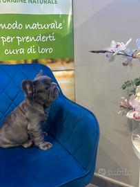 Bulldog francese big Rope fluffy