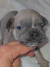 Bulldog francese m1