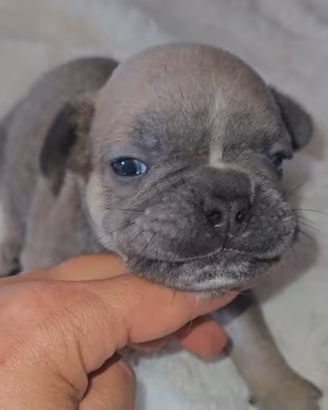 Bulldog francese m1