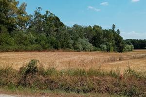 Terreno l per feste.8 ettari a prato