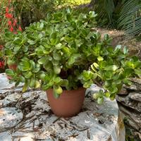 Crassula - pianta grassa