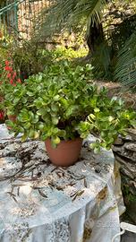 Crassula - pianta grassa