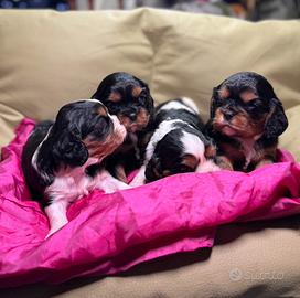 Cavalier king pedegree enci