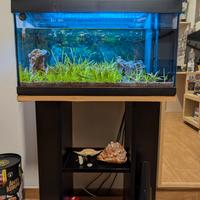 Acquario 60 litri
