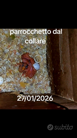 Pullo Parrocchetto dal collare