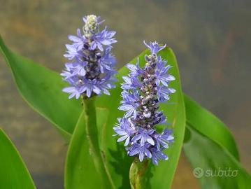 Piante acquatiche diverse