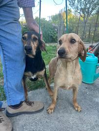 Coppia cani da caccia