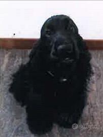 Cocker spaniel inglese per monta o accoppiamento