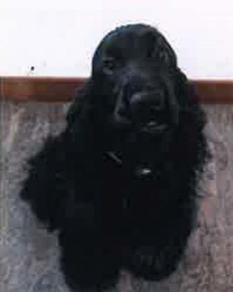 Cocker spaniel inglese per monta o accoppiamento