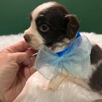 Cuccioli di Springer spaniel inglese