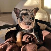 Cuccioli disponibili Bouldogue francesi