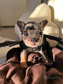 Cuccioli disponibili Bouldogue francesi