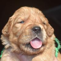 GOLDEN RETRIEVER cuccioli