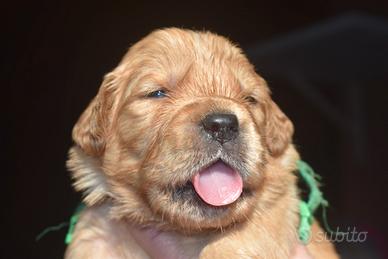 GOLDEN RETRIEVER cuccioli
