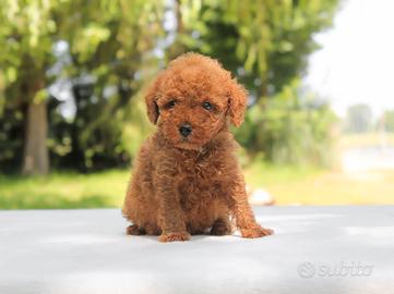Cucciolo di Barboncino