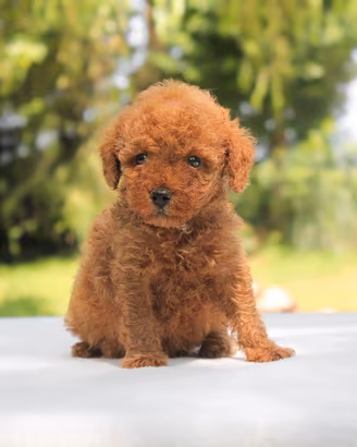 Cucciolo di Barboncino
