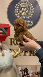 Barboncini subito pronti Toy piccoli