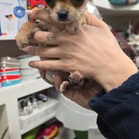 Chihuahua toy