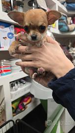 Chihuahua toy