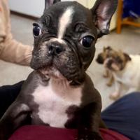 Cucciolo Bulldog Francese