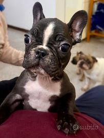 Cucciolo Bulldog Francese