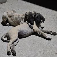 Kangal