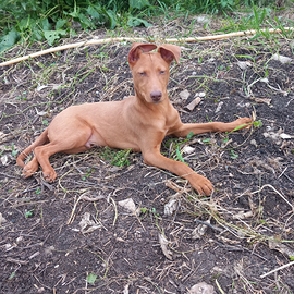 Cirneco dell'etna