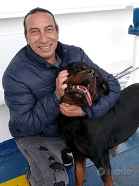 Rottweiler