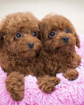 Cuccioli d'appartamento