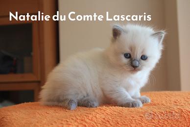 NATALIE cucciola razza ragdoll con pedigree