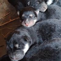Cuccioli di lapinkoira