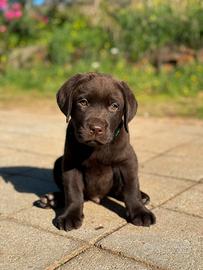 LABRADOR CHOCOLATE - ultimo cucciolo disponibile