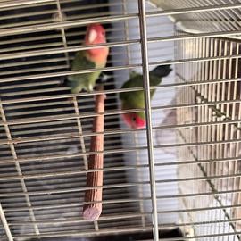 Coppia di inseparabili