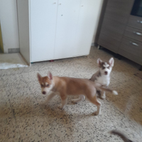 Adozione cuccioli Aschi Siberiano