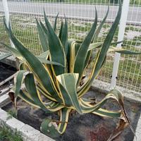 Agavi gigante bicolore