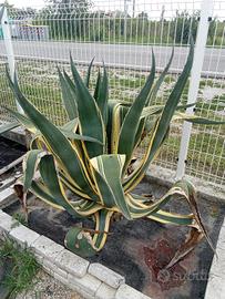 Agavi gigante bicolore