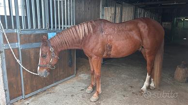Cavallo quarter horse