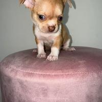 Chihuahua mini toy